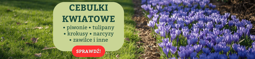 Cebulki kwiatowe