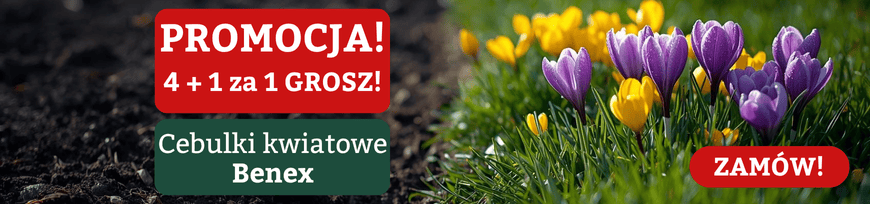 Cebulki kwiatowe