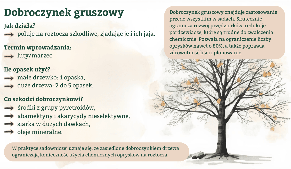 Dobroczynek_gruszowy - infografika