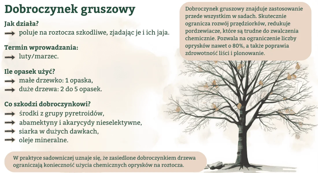 Dobroczynek_gruszowy - infografika