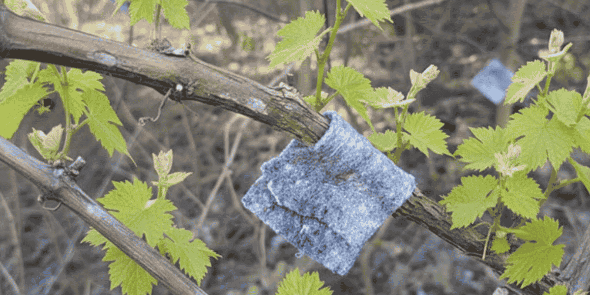 Dobroczynek gruszowy na winorosli