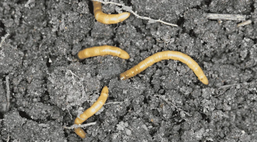 Drutowce