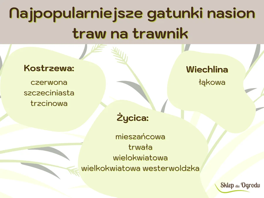 Gatunki_traw_na_trawnik