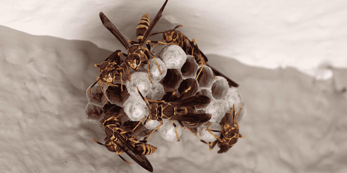 Gniazdo os w ogrodzie