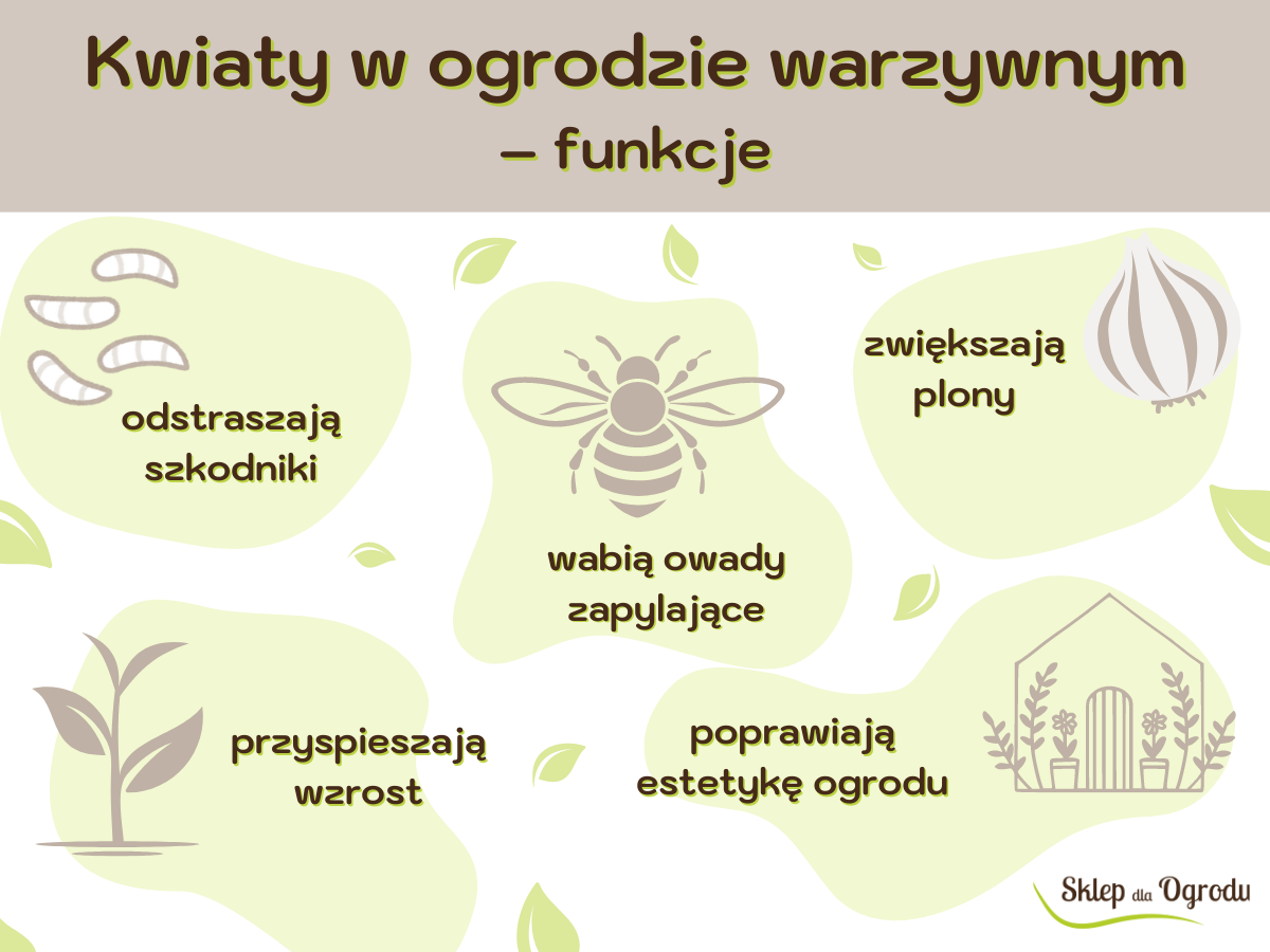 Kwiaty do ogrodu warzywnego - infografika