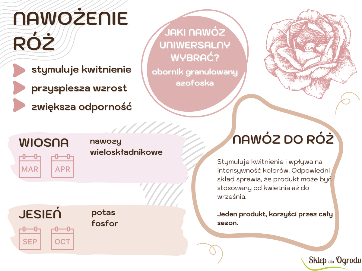 Jak nawozić róże? Infografika