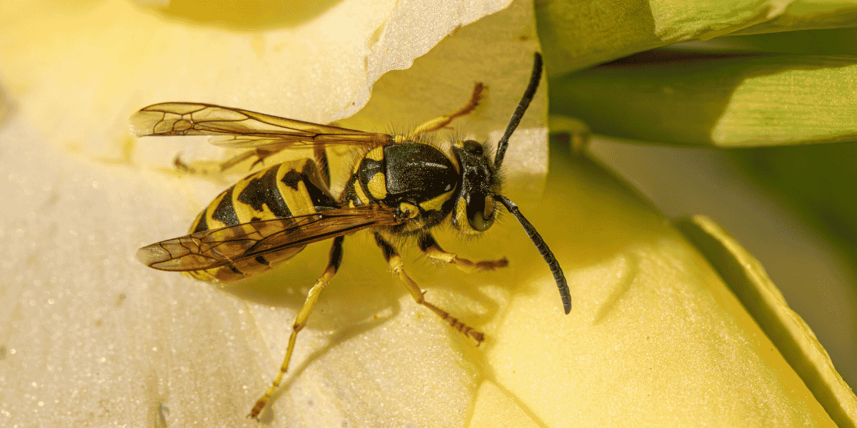 Osy w ogrodzie warzywnym