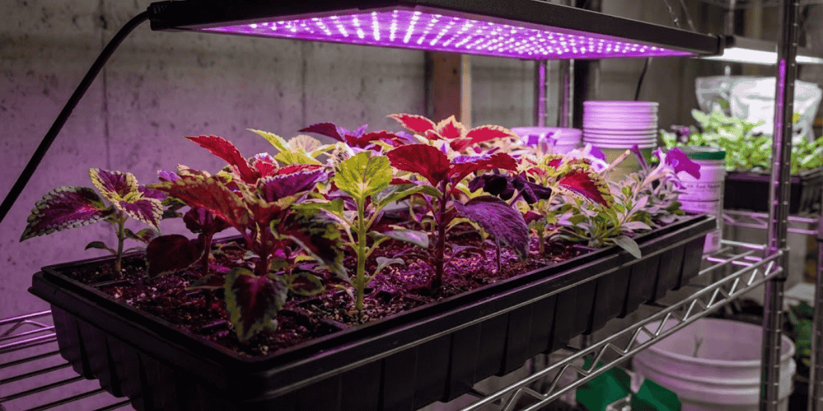 Pierwsze_wysiewy_koleus