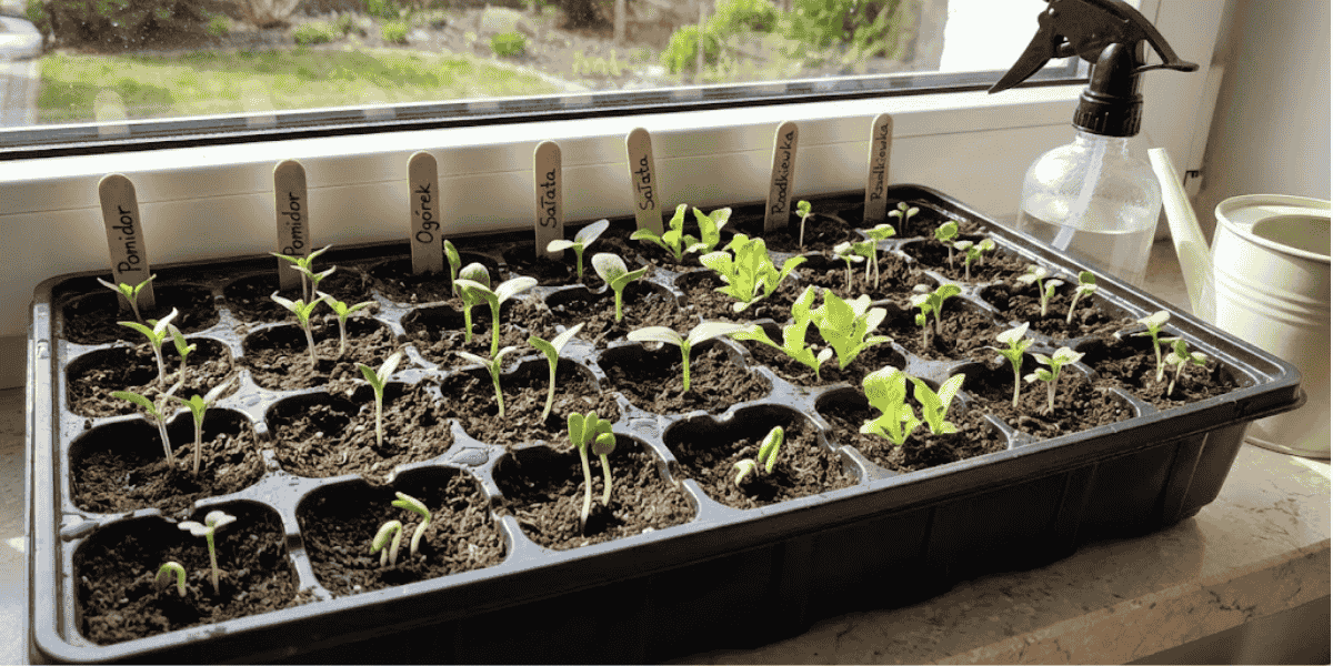 Pierwsze_wysiewy_warzyw