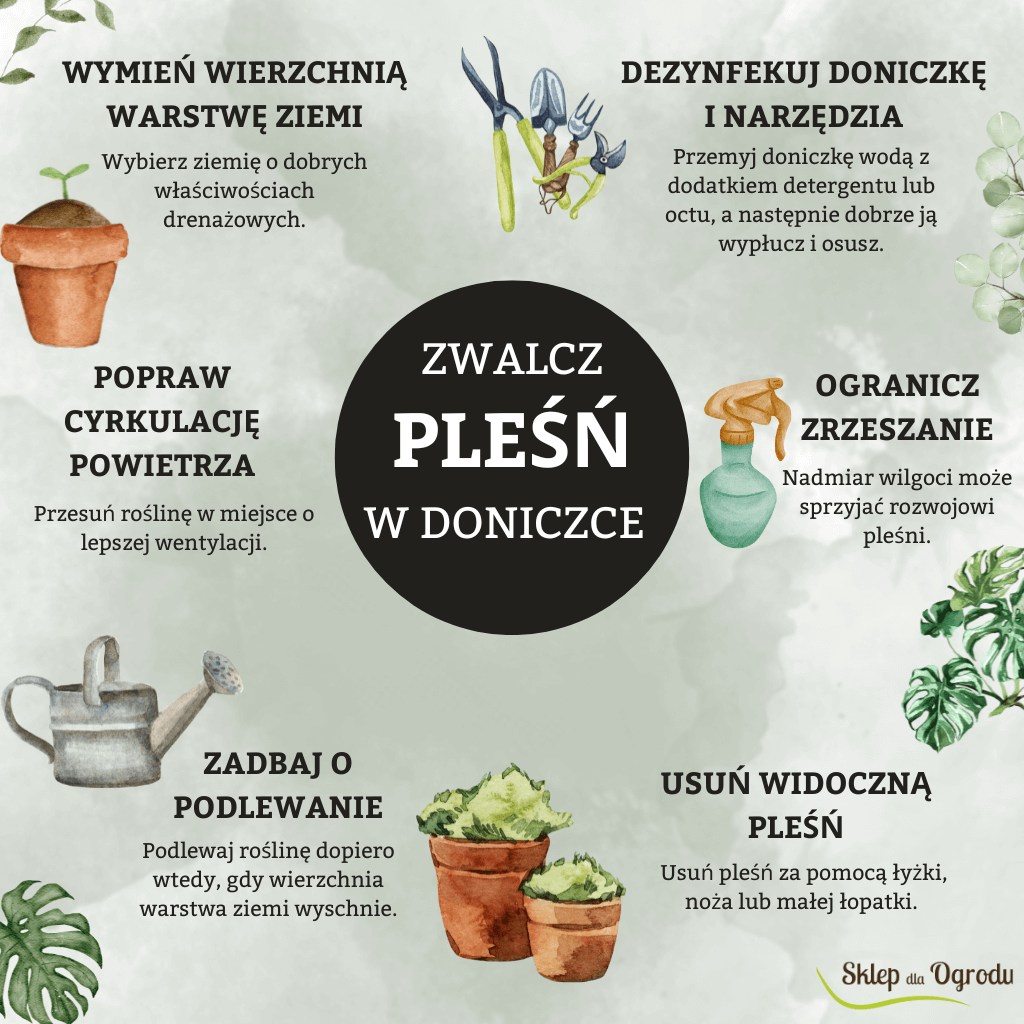 Sposoby na pleśń w doniczce