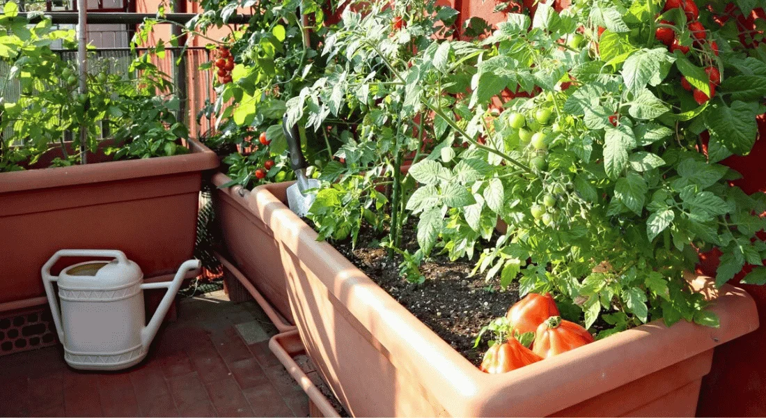 Pomidory_w_donicy