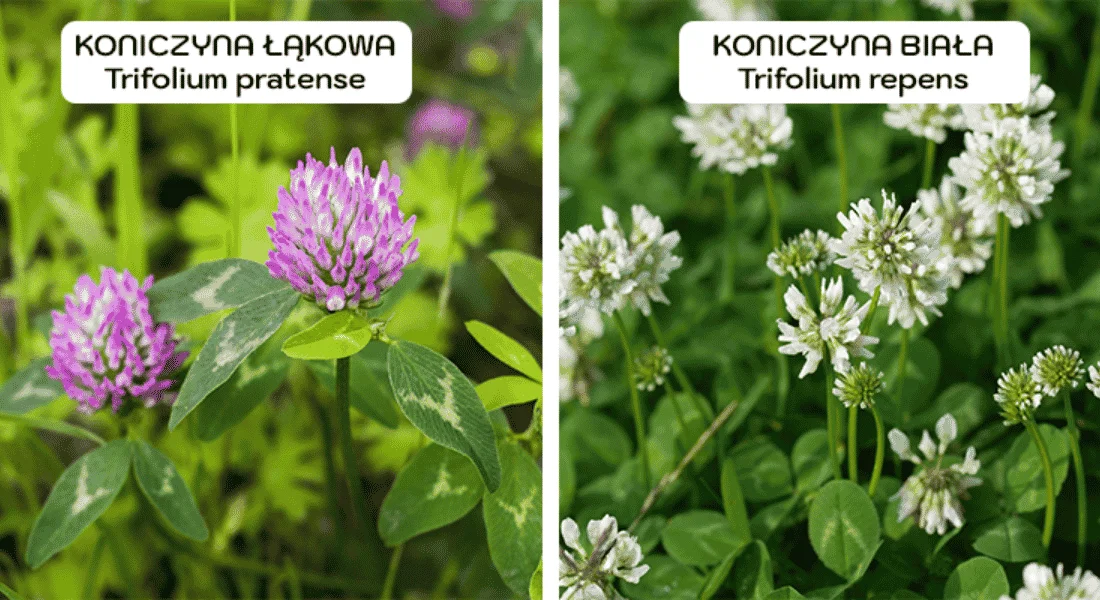 Koniczyna łąkowa, koniczyna biała