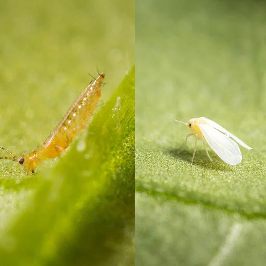 zdjęcie mączlika i wciornastka