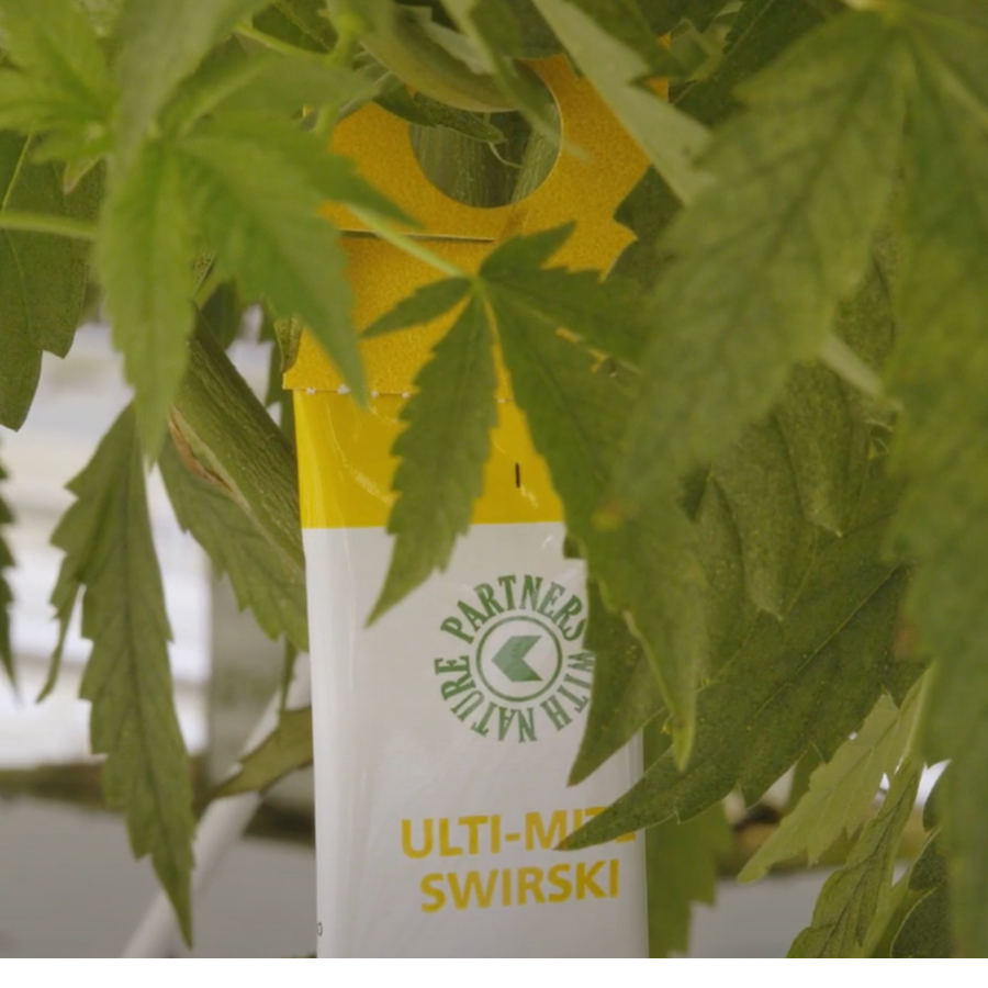 Zawieszona saszetka z dobroczynkiem swirskim