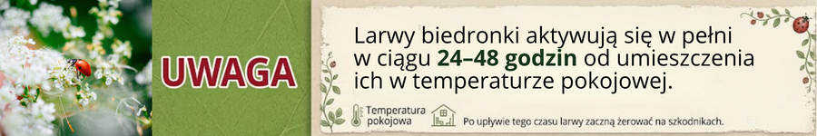 Mszyca Stoper - 100 larw biedronki dwukropki – na 5 roślin lub 5 m² larwy