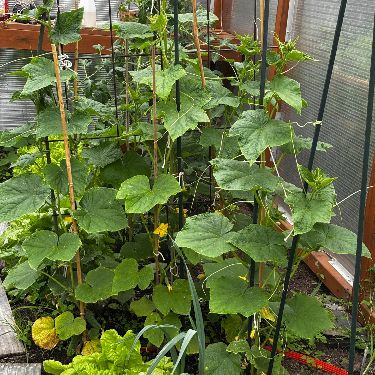  Ogrod_Anny_szklarnia