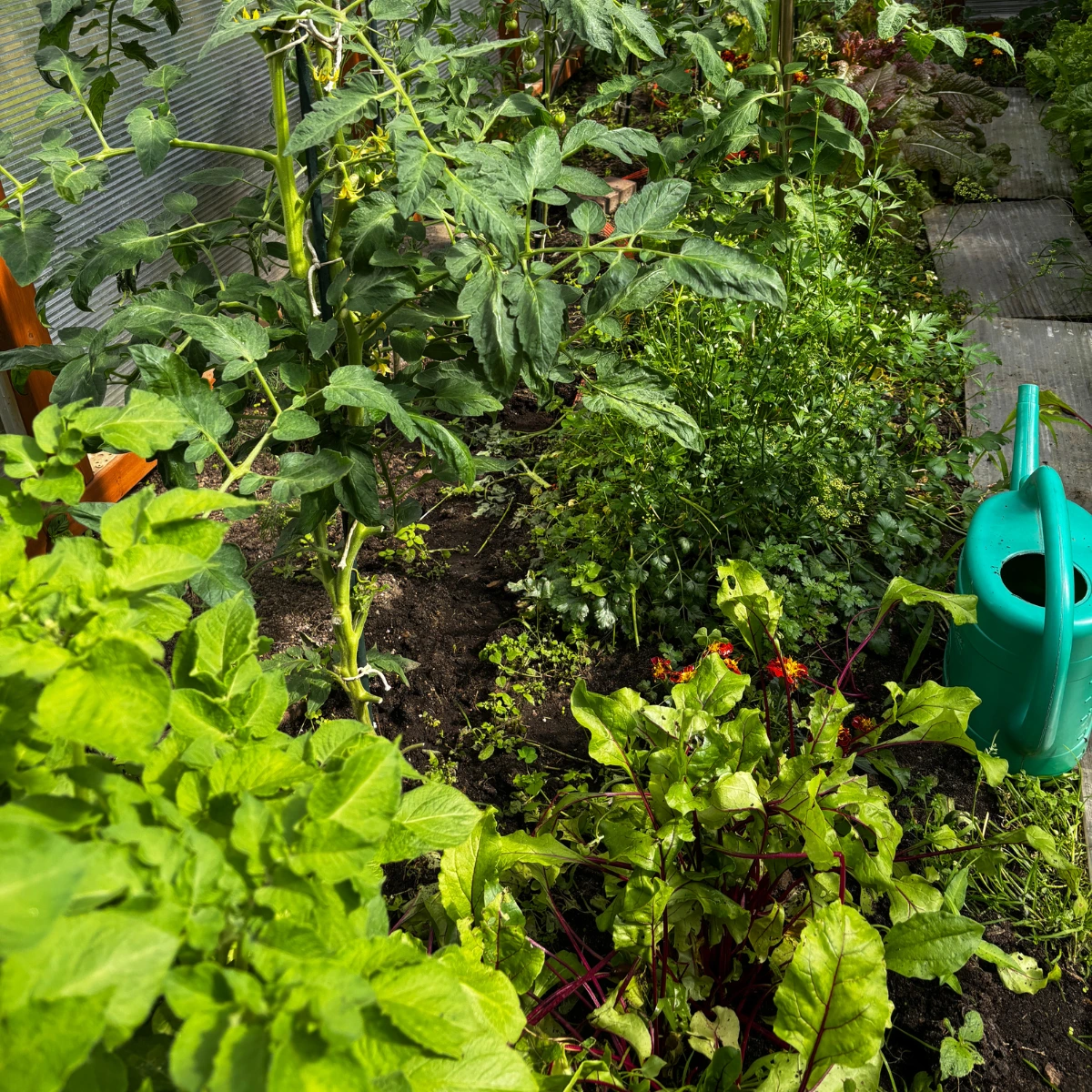  Ogrod_Anny_szklarnia_z_pomidorami