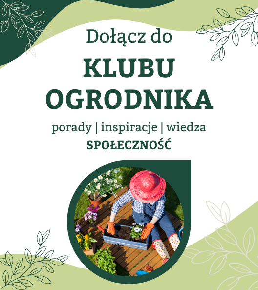 Zapisz się do newslettera