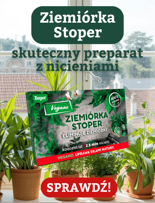 Ziemiórka Stoper