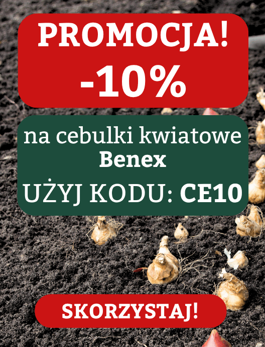 Cebulki kwiatowe -10%