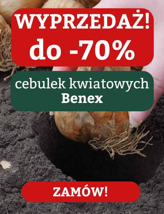 Cebulki kwiatowe do -70%