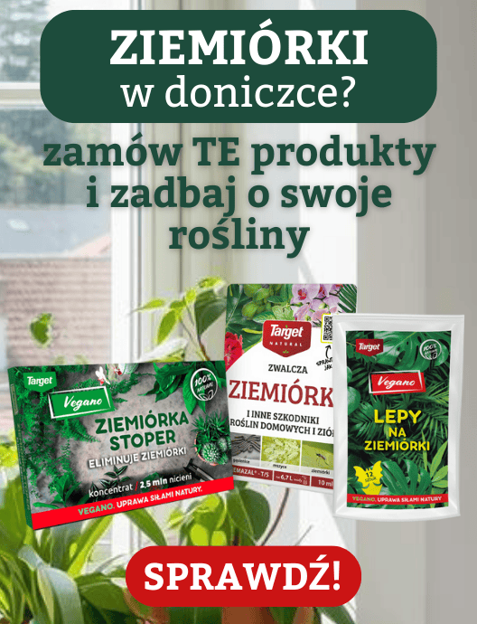 Preparaty na ziemiórki