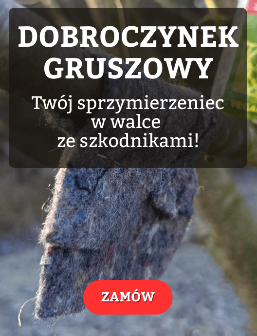 Dobroczynek gruszowy - przedsprzedaż