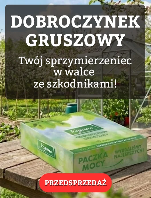 Dobroczynek gruszowy - przedsprzedaż