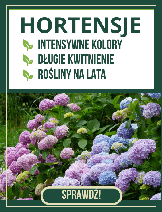 29-30 Hortensje