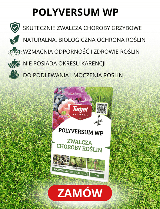 31-32 Polyversum