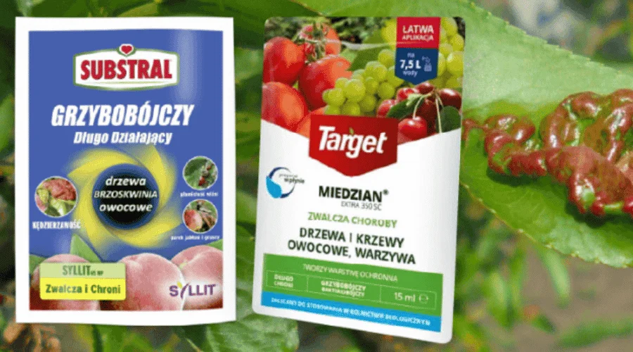 Syllit czy Miedzian? Czym chronić brzoskwinię przed kędzierzawością?
