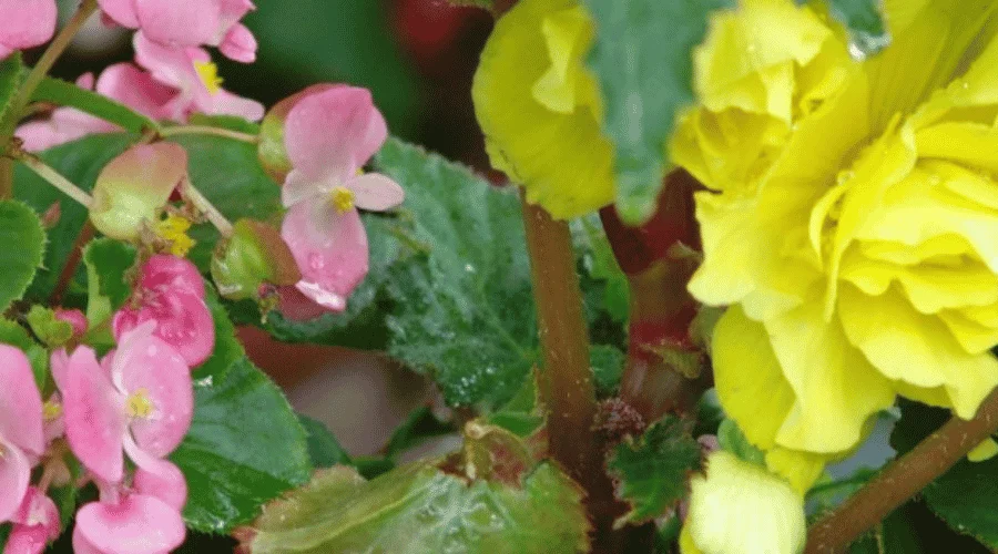 Begonie bulwiaste - wszystko o sadzeniu, uprawie i pielęgnacji