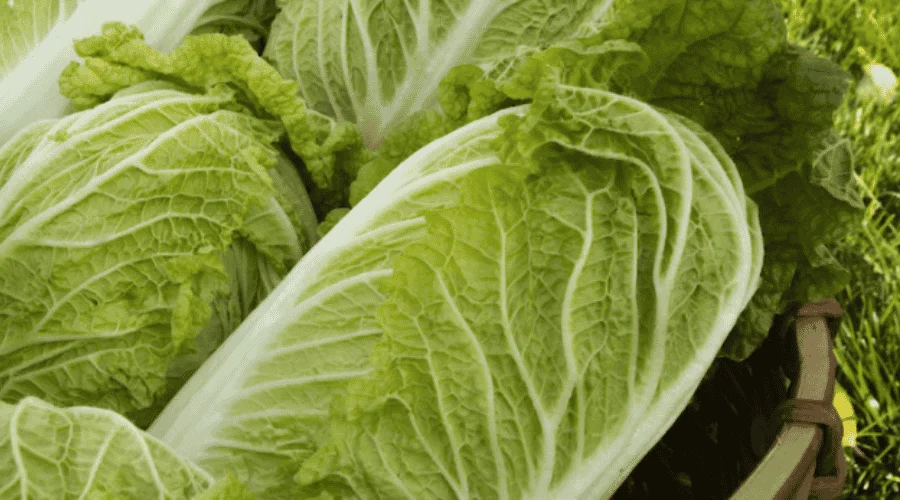 Kapusta pekińska - jak uprawiać i pielęgnować?