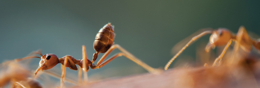 Jak skutecznie zwalczać mrówki faraonki?