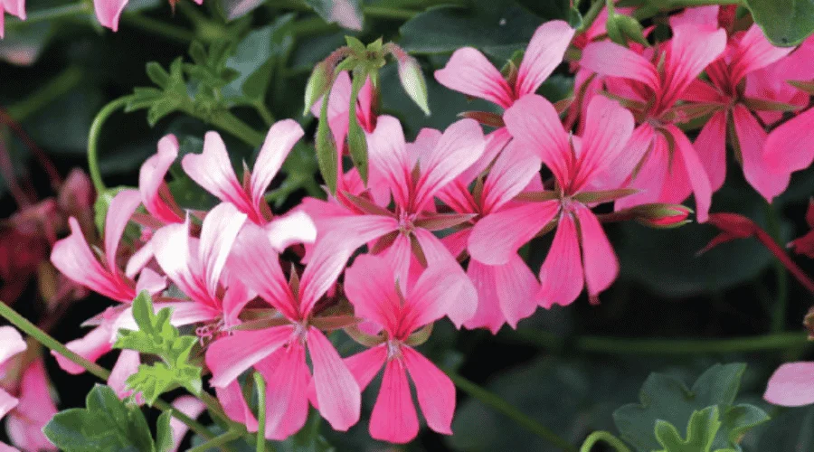 Jak pozbyć się gąsienic z pelargonii i innych roślin doniczkowych?