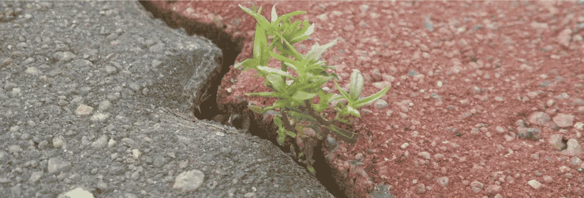 Naturalny środek na chwasty bez glifosatu? To możliwe!