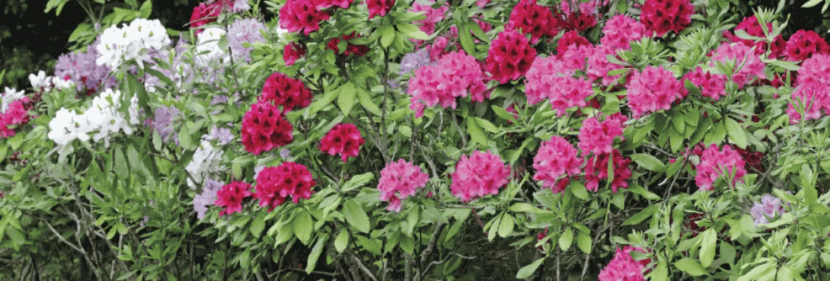 Rododendrony - choroby i szkodniki. Jak rozpoznać i zwalczać?