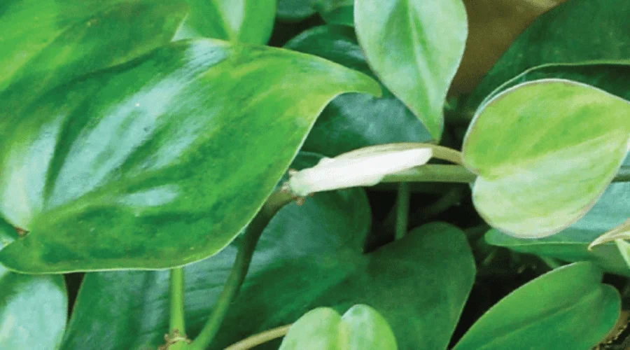 Filodendron - uprawa i pielęgnacja