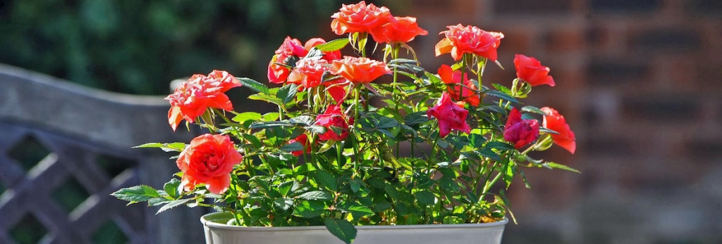 Jak sadzić i uprawiać róże w doniczkach?