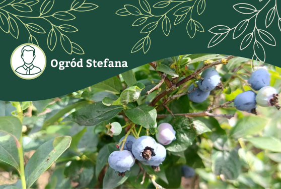 Inspiracje od naszej społeczności – ogród Stefana