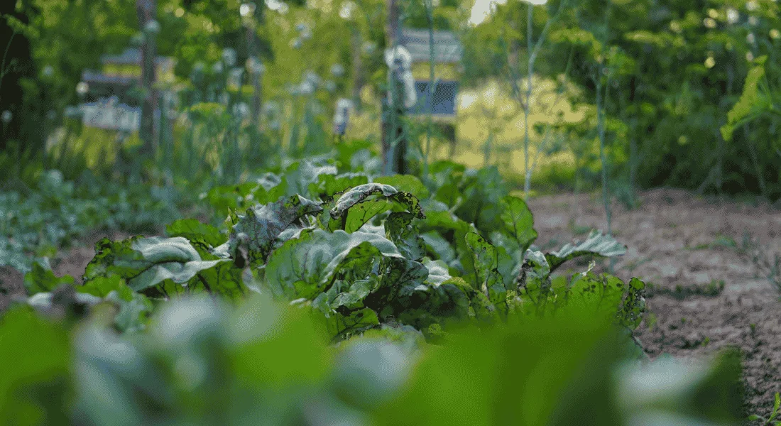Naturalna pielęgnacja ogrodu - jak ograniczyć chemię, ale nie zaniedbać roślin?