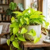 Epipremnum Neon (Golden Pothos) – sadzonka rozmiar M
