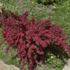 Berberys Thunberga 'Red Dream' – Sadzonka 30 cm