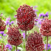 Czosnek Ozdobny 'Red Mohican' – 3 szt.