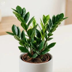 Zamiokulkas zamiolistny (Zamioculcas zamiifolia) – sadzonka rozmiar M