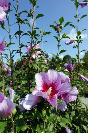 Ketmia syryjska (Hibiskus) Flower Tower Purple 'Gandini Santiago' – Sadzonka 30 cm