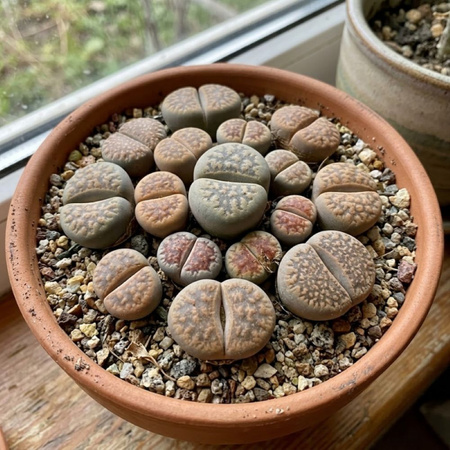 Żywe kamienie szczęścia (Lithops) – rozmiar sadzonki M