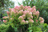Hortensja Bukietowa 'Grandiflora' – sadzonka w doniczce C2 – Botana