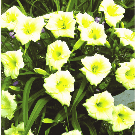 Liliowiec Longsfield Pearl 1 szt.