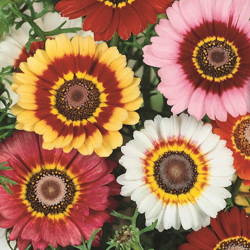 Złocień Chryzantema – Mieszanka – Kiepenkerl